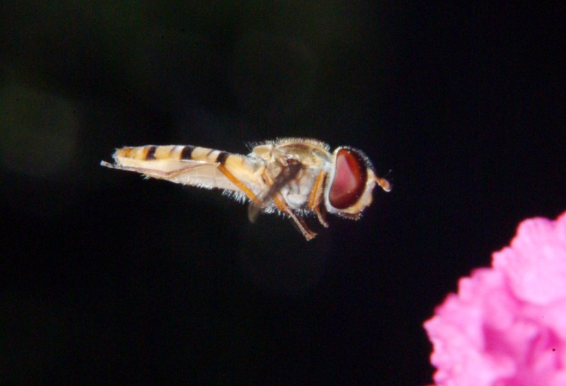 Le meraviglie  Sirfide in volo.